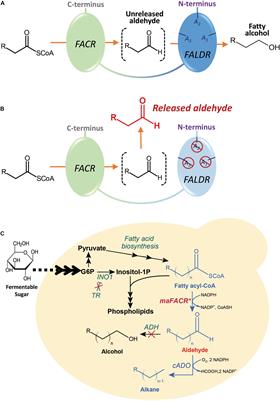 Engineering an Alcohol-Forming Fatty Acyl-CoA Reductase for Aldehyde and Hydrocarbon Biosynthesis in Saccharomyces cerevisiae